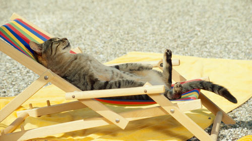 Funny Cats Wallpapers
