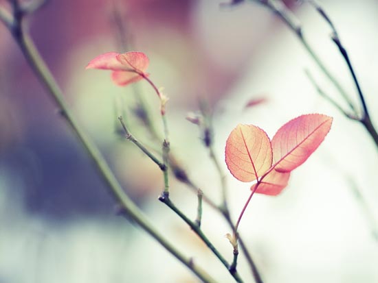 Stunning Nature HD Wallpapers