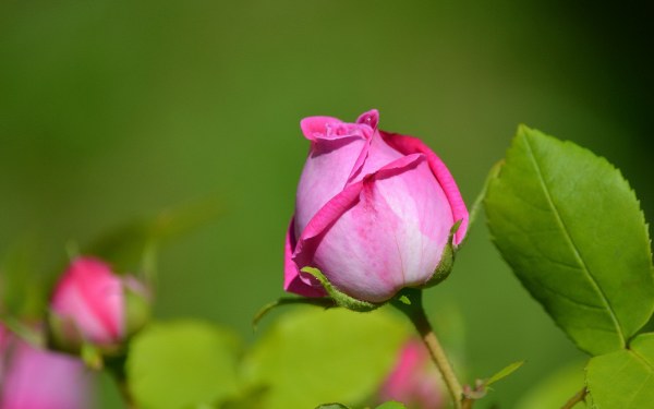 New Mixed HD Wallpapers Pack 343