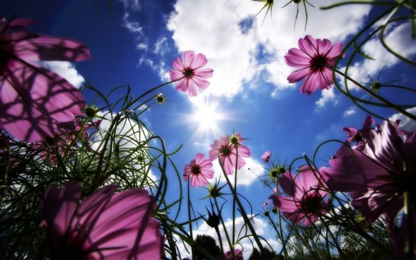 New Mixed HD Wallpapers Pack 365