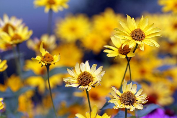 Best Mixed Wallpapers Pack #449-450