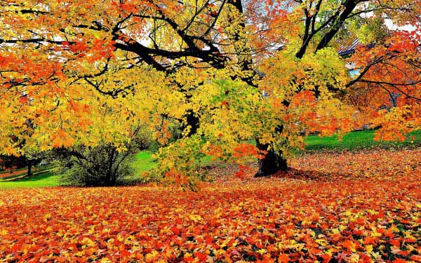 Best Mixed Wallpapers Pack #361-362